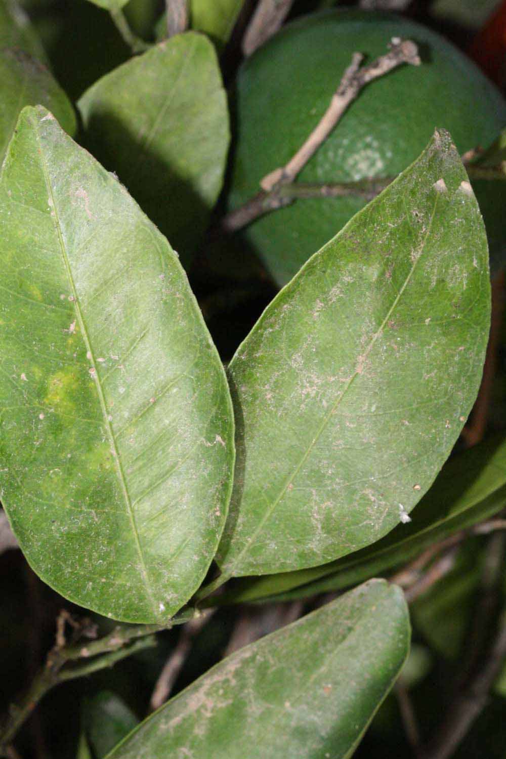              Margin (Riverside, CA)       